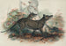 Le Thylacine - Joseph Wolf — vy av konstverket