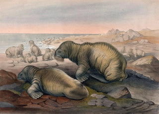 Joseph Wolf - The Walrus.webp