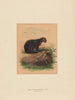 Le chat Yaguarundi - Joseph Wolf — vy av konstverket