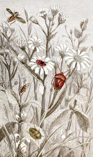 Jules Rothschild - Hemipteres Pl XV.webp