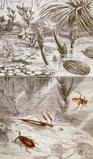 Jules Rothschild - Hemipteres Pl XVII.webp