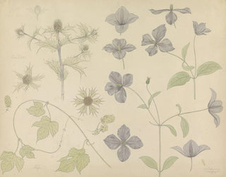 Julie de Graag - Studieblad met Zeedistel Hop en Clematis.webp