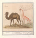 Kameel Camelus ferus bactrianus en giraff Giraffa - Anselmus Botius de Boodt — vy av konstverket
