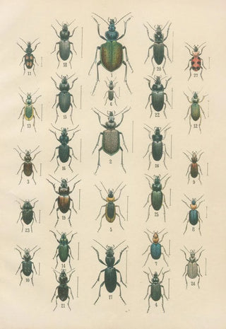 Karl Neunzig - The beetles of Europe Pl03.webp