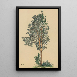 Karl Wiener - Ohne Titel Nadelbaum I.webp