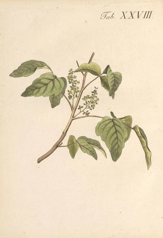 Karl Wilhelm Juch - Abbildung und populare Beschreibung von acht und vierzig Giftpflanzen Pl28.webp