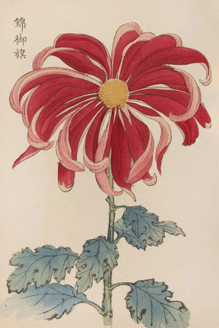 Keika Hasegawa - Keika hyakugiku Pl01.webp