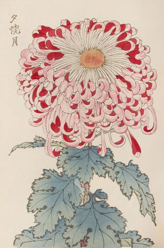 Keika Hasegawa - Keika hyakugiku Pl16.webp