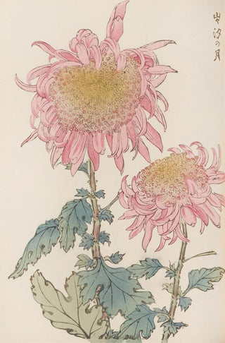 Keika Hasegawa - Keika hyakugiku Pl17.webp