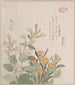 Le souci commun et les fleurs de Rajoman - Kubo Shunman — vy av konstverket
