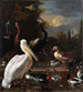 La plume flottante - Melchior d'Hondecoeter — vy av konstverket