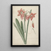 Amaryllis Haworthia Margaritiferas - Laurens Jacobsz van der Vinne — inramlat konstverk på väggen