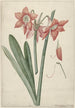 Amaryllis Haworthia Margaritiferas - Laurens Jacobsz van der Vinne — vy av konstverket