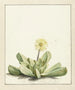 blommande mesembryanthemum - Laurens Vincentsz van der Vinne — vy av konstverket