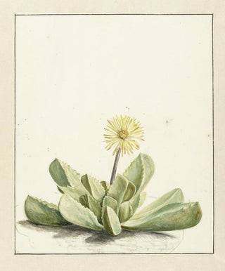 Laurens Vincentsz van der Vinne - Bloeiende Mesembryanthemum.webp