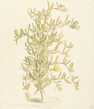 Laurens Vincentsz van der Vinne - Bloeiende Mesembryanthemum uit de familie der Aizoaceae.webp