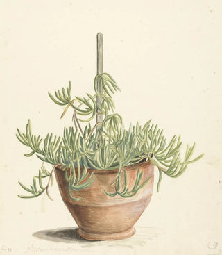 Laurens Vincentsz van der Vinne - Mesembryanthemum uit de familie der Aizoaceae.webp