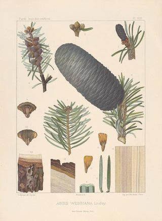 Leon Gabriel Charles Parde - Iconographie des coniferes Pl01.webp