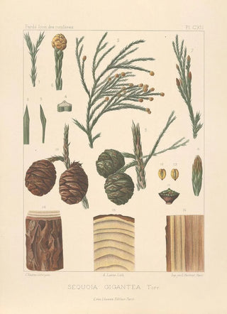 Leon Gabriel Charles Parde - Iconographie des coniferes Pl04.webp