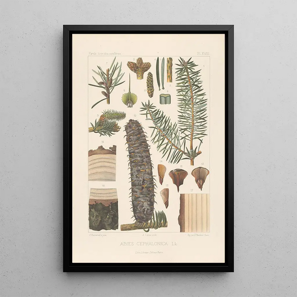 Leon Gabriel Charles Parde - Iconographie des coniferes Pl07.webp