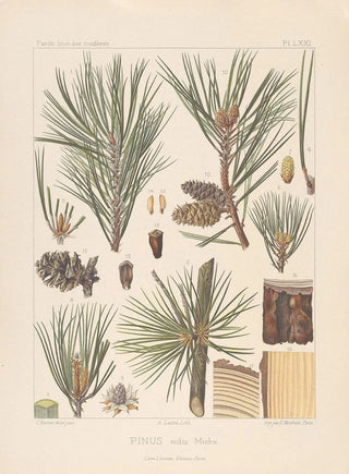 Leon Gabriel Charles Parde - Iconographie des coniferes Pl10.webp