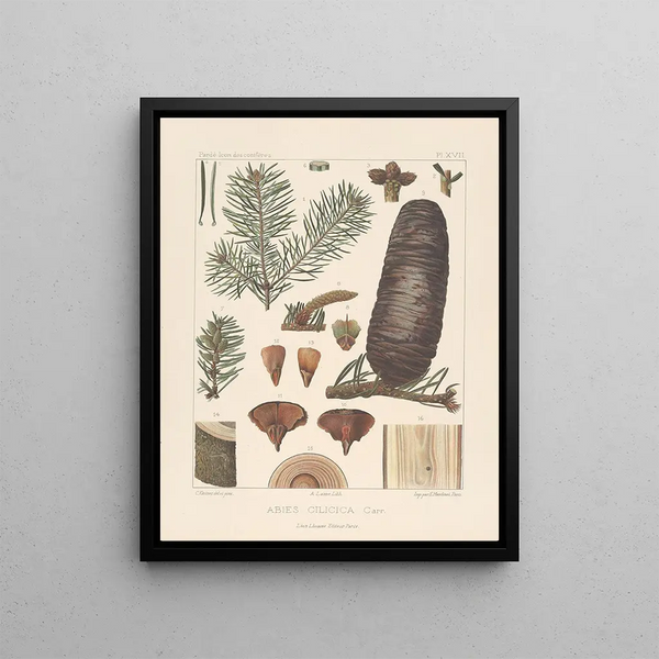 Leon Gabriel Charles Parde - Iconographie des coniferes Pl11.webp