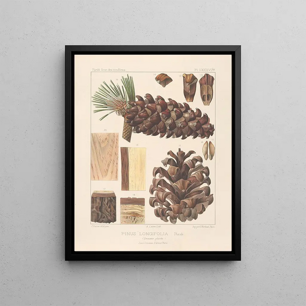 Leon Gabriel Charles Parde - Iconographie des coniferes Pl15.webp