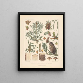 Leon Gabriel Charles Parde - Iconographie des coniferes Pl17.webp