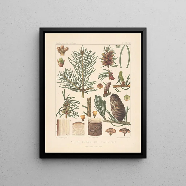 Leon Gabriel Charles Parde - Iconographie des coniferes Pl17.webp
