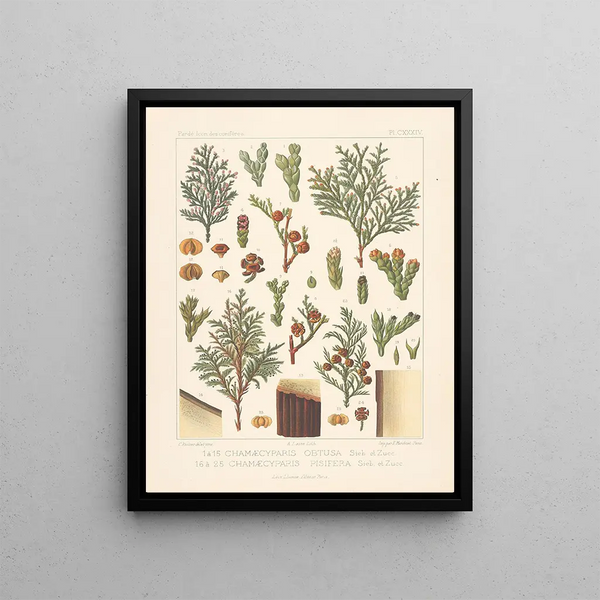 Leon Gabriel Charles Parde - Iconographie des coniferes Pl21.webp
