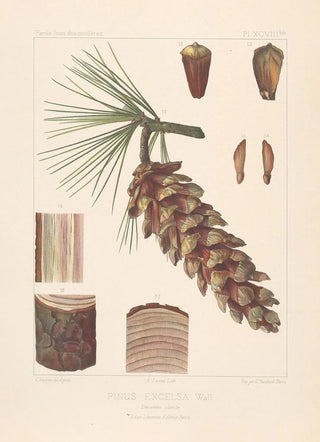 Leon Gabriel Charles Parde - Iconographie des coniferes Pl26.webp