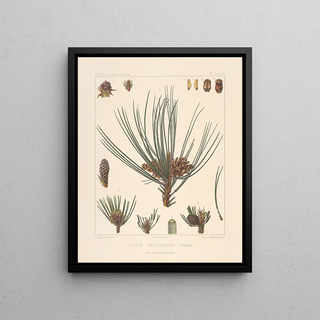 Leon Gabriel Charles Parde - Iconographie des coniferes Pl30.webp