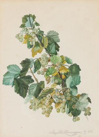 Leopold Zinngger - Grne Ribisel.webp