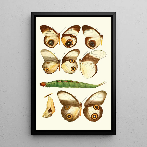 Lionel Walter Rothschild - Novitates zoologicae pl 1.webp