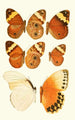 Novitates zoologicae pl 2 - Lionel Walter Rothschild — vy av konstverket