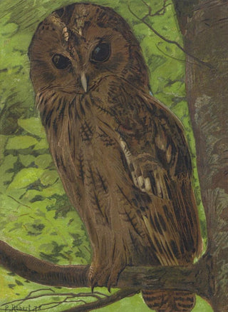 LoPaul Robert - ChatHuant.webp