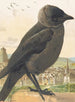 Choucas corbeau - Léon-Paul Robert — vy av konstverket