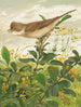 Fauvette grisette - Léon-Paul Robert — vy av konstverket