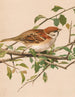 Moineau friquet - Léon-Paul Robert — vy av konstverket