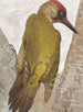 Pic vert - Léon-Paul Robert — vy av konstverket