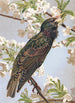 Étourneau - Léon Paul Robert — vy av konstverket