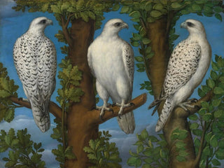 Lombard Master - Portrait Of A Gyrfalcon Viewed From Three Sides.webp