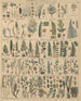 Illustrationer för den allmänna naturhistorien av Oken för alla klasser Pl010 - Lorenz Oken — vy av konstverket
