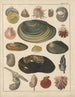 Illustrationer för den allmänna naturhistorien av Oken för alla klasser Pl034 - Lorenz Oken — vy av konstverket