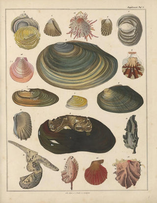 Lorenz Oken - Abbildungen zu Okens Allgemeiner Naturgeschichte fr alle Stnde Pl034.webp