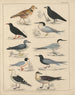 Illustrationer för den allmänna naturhistorien av Oken för alla klasser Pl043 - Lorenz Oken — vy av konstverket