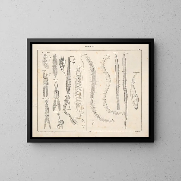 Illustrationer av den allmänna naturhistorien av Oken för alla tillstånd Pl074 - Lorenz Oken — inramlat konstverk på väggen