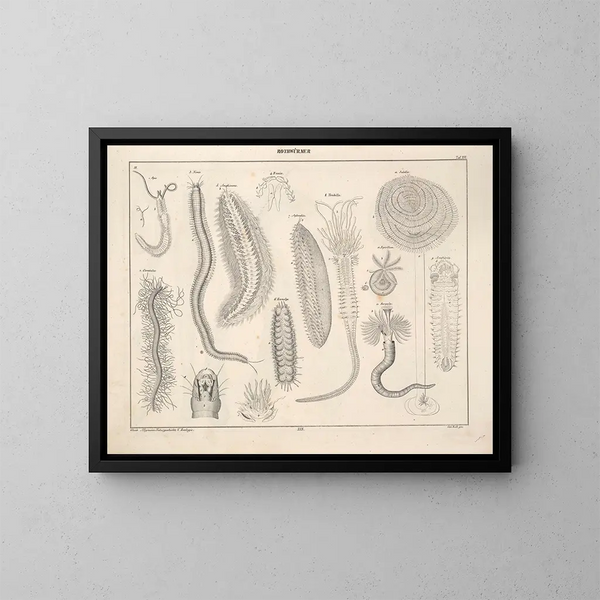 Illustrationer av den allmänna naturhistorien av Oken för alla tillstånd Pl075 - Lorenz Oken — inramlat konstverk på väggen