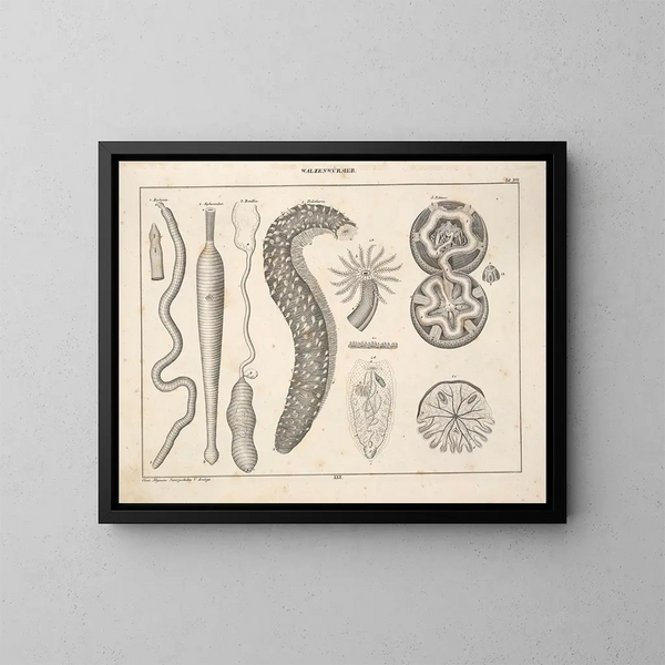 Illustrationer av den allmänna naturhistorien av Oken för alla tillstånd Pl076 - Lorenz Oken — inramlat konstverk på väggen