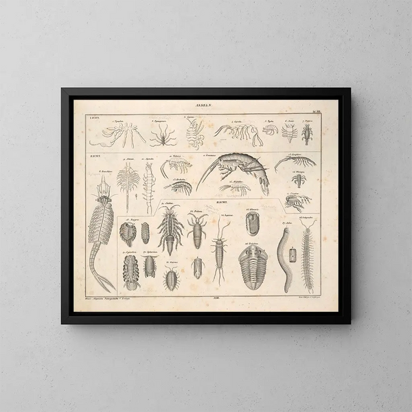 Illustrationer av den allmänna naturhistorien av Oken för alla tillstånd Pl078 - Lorenz Oken — inramlat konstverk på väggen